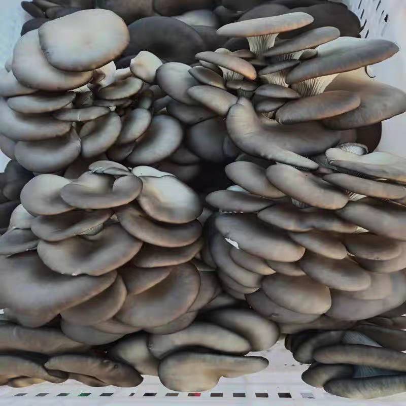 四川成都食用菌基地新鲜平菇简阳瓶菇鲜货现采鲜平菇