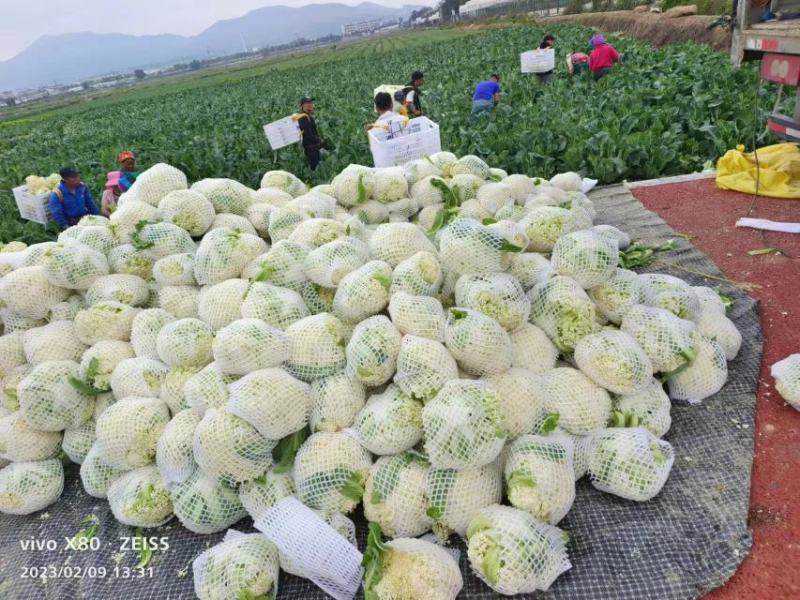 自己基地500亩青梗有机花小米花菜上市，一天可以砍8车