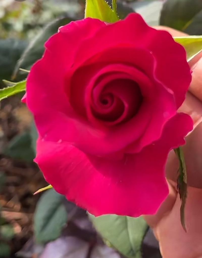 玫瑰鲜切花基地