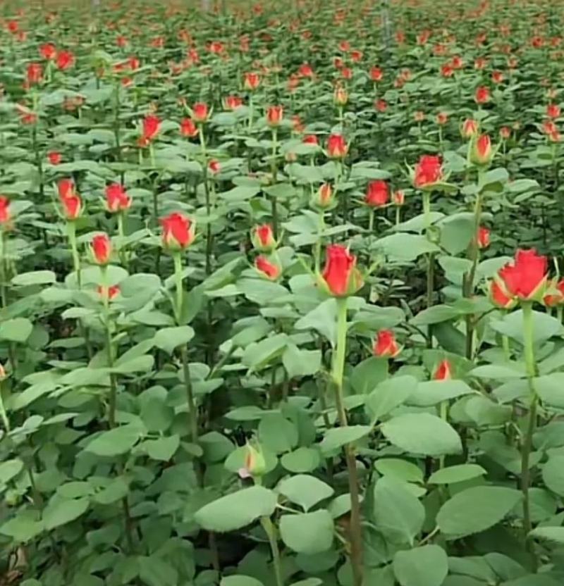 玫瑰鲜切花基地