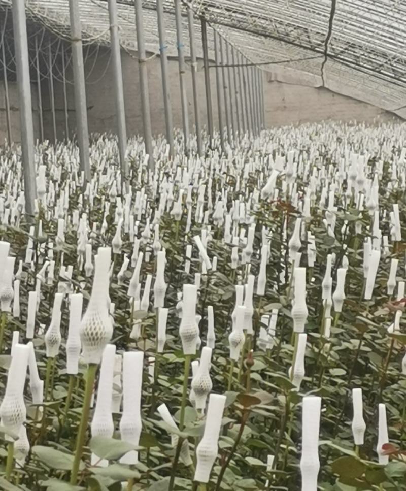 玫瑰鲜切花基地