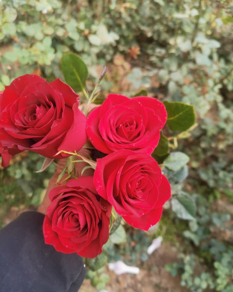 玫瑰鲜切花基地