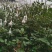 玫瑰鲜切花基地