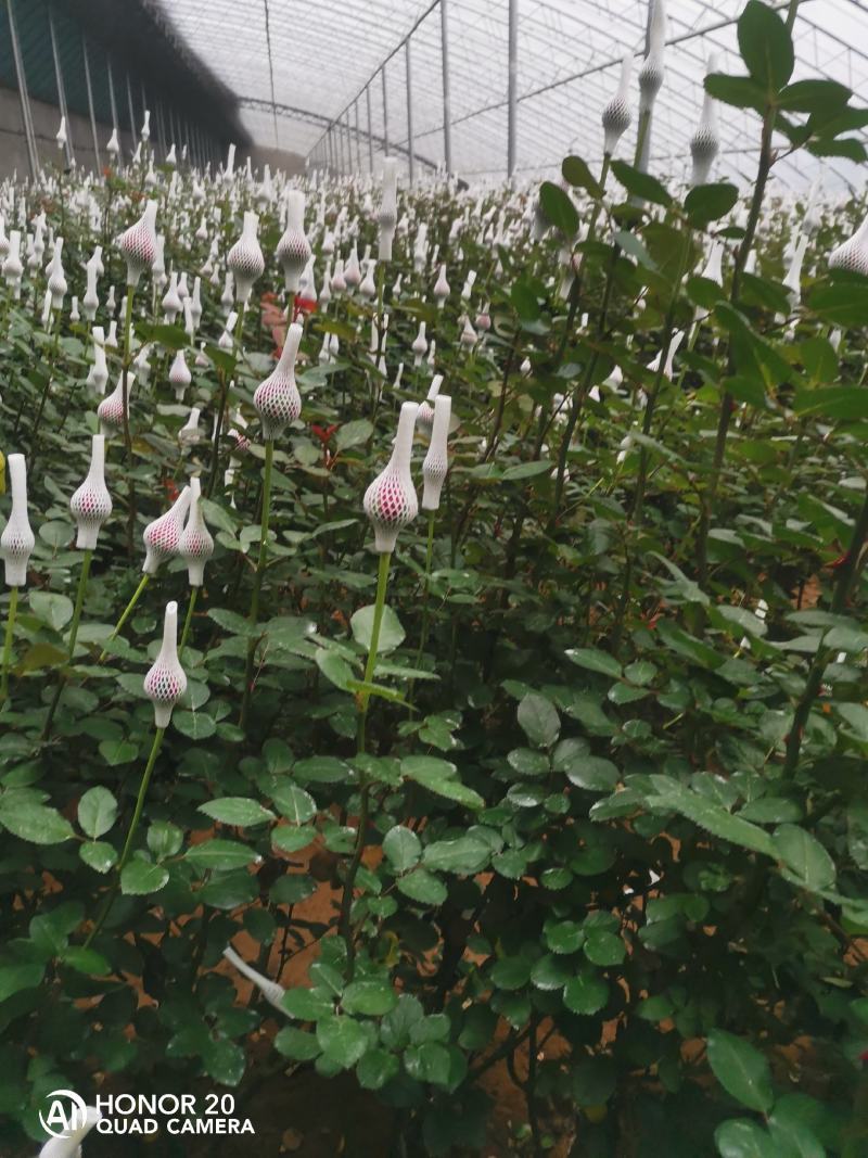 玫瑰鲜切花基地