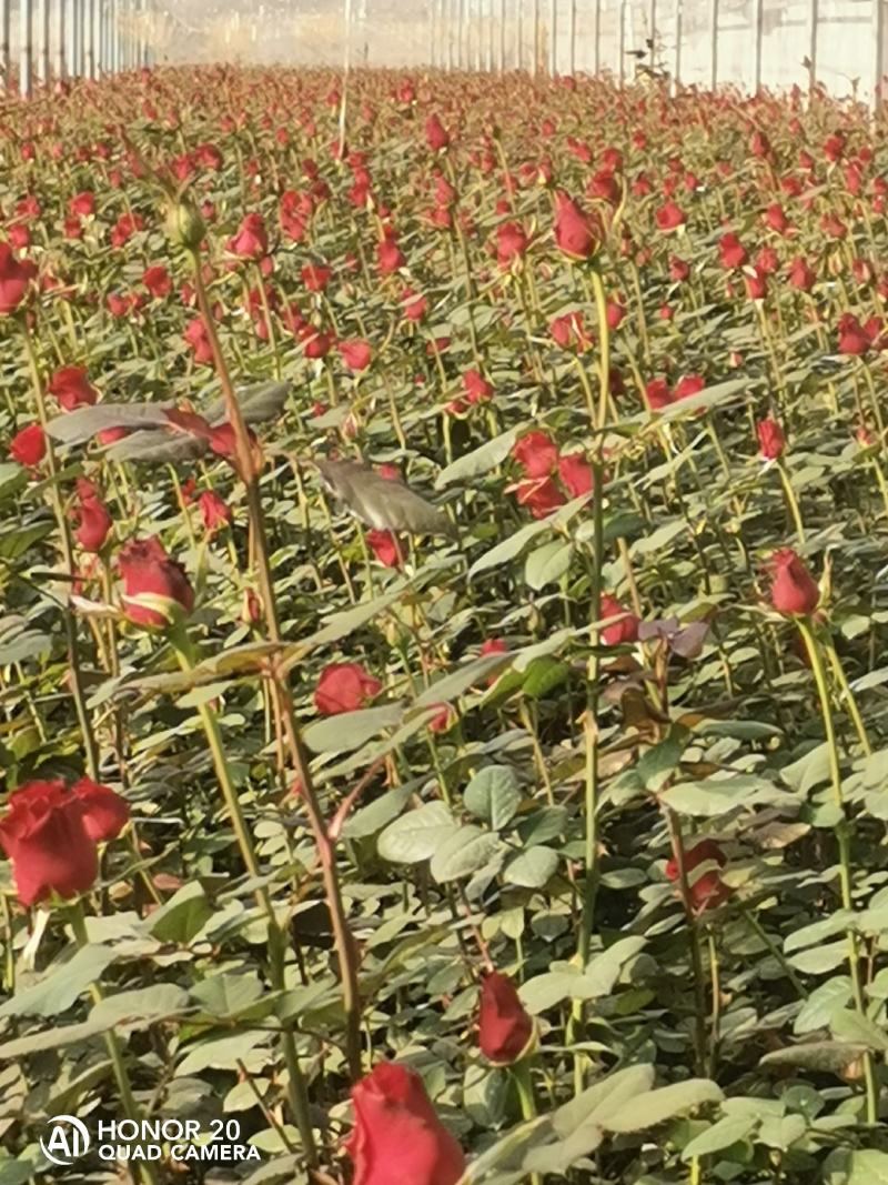 玫瑰鲜切花基地