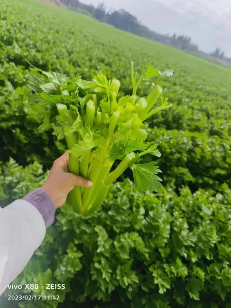 西芹，全国产地一手货源，过万亩基地常年供应，接各种规格，