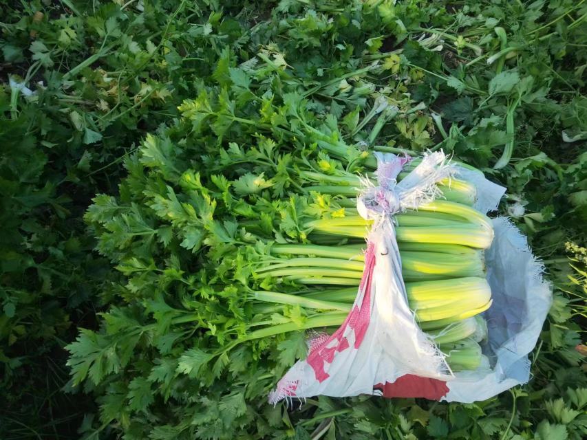 山芹与芹菜市场销售场景对比图