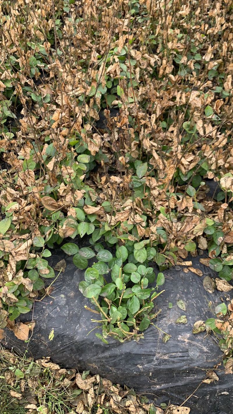 茉莉花大量现货供应欢迎有需要的老板前来我农场观看后购买。
