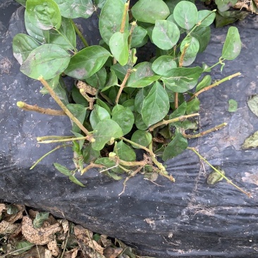 茉莉花大量现货供应欢迎有需要的老板前来我农场观看后购买。