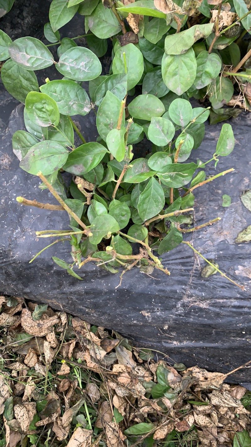 茉莉花大量现货供应欢迎有需要的老板前来我农场观看后购买。