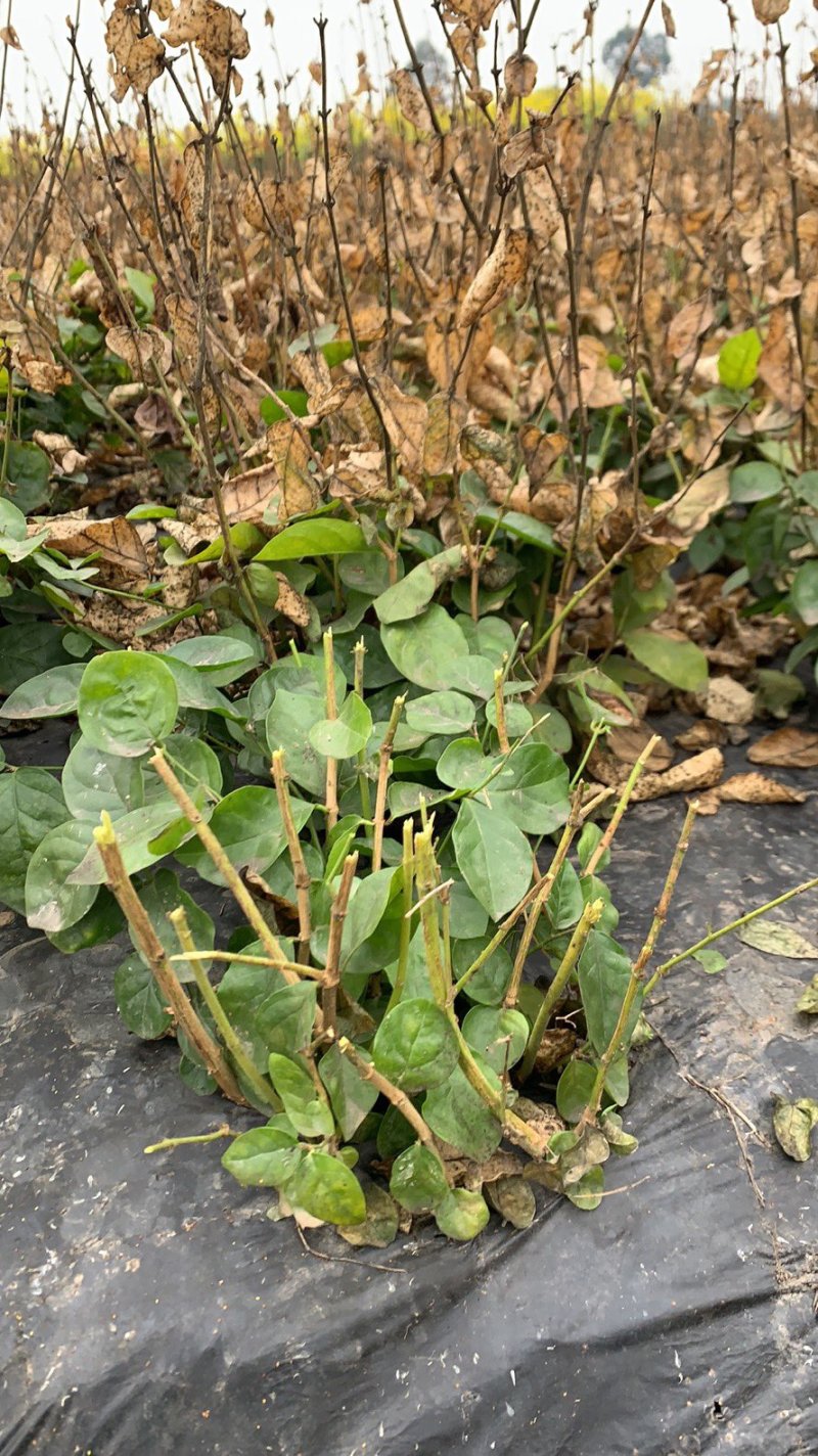茉莉花大量现货供应欢迎有需要的老板前来我农场观看后购买。