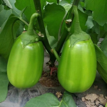 寿光蔬菜种苗嫁接绿冠茄子苗绿灯泡茄苗