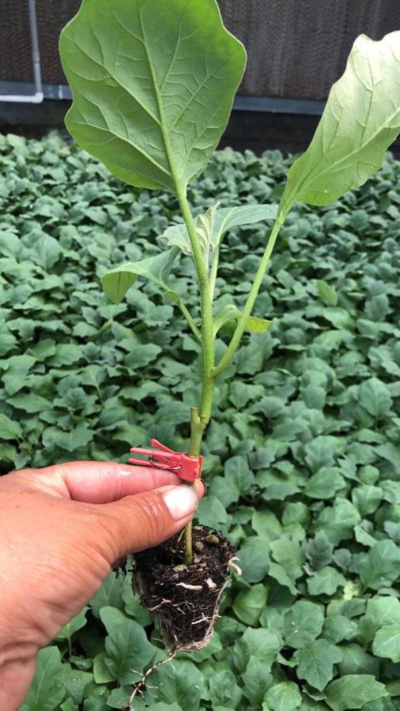 寿光蔬菜种苗嫁接绿冠茄子苗绿灯泡茄苗