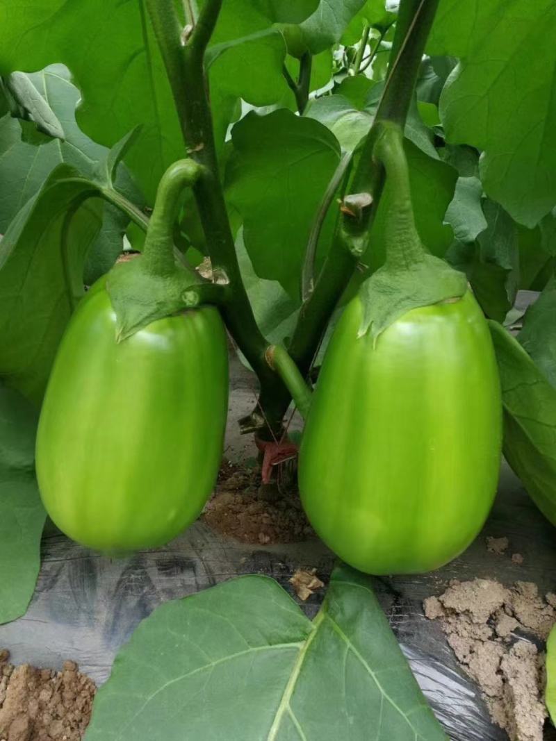 寿光蔬菜种苗嫁接绿冠茄子苗绿灯泡茄苗