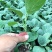 寿光蔬菜种苗嫁接绿冠茄子苗绿灯泡茄苗