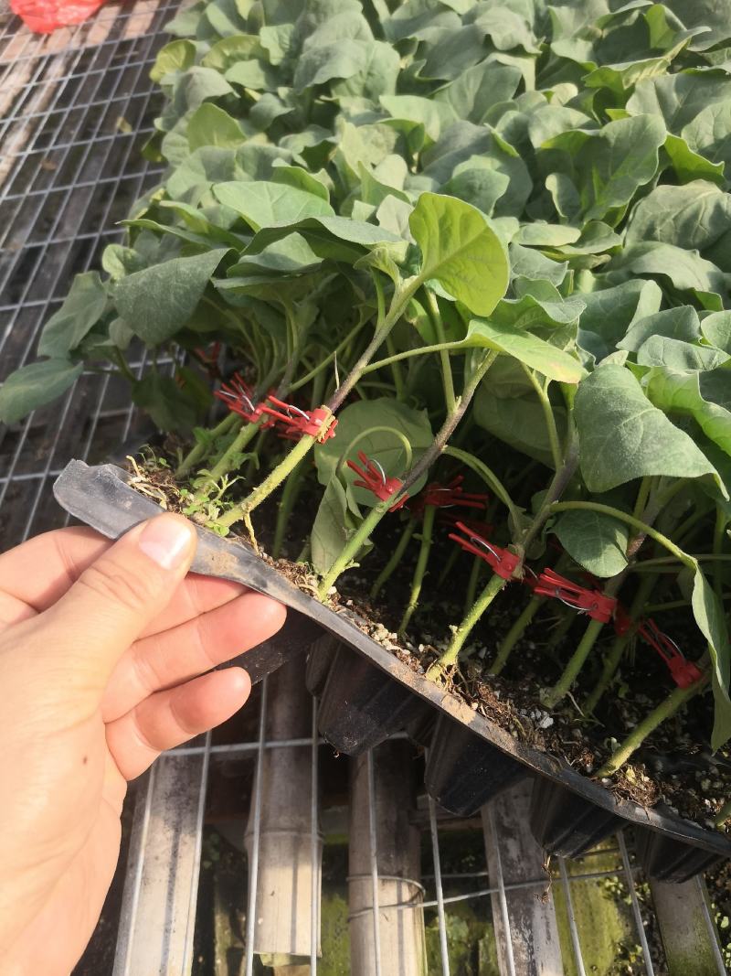 寿光蔬菜种苗嫁接绿冠茄子苗绿灯泡茄苗