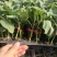 寿光蔬菜种苗嫁接绿冠茄子苗绿灯泡茄苗