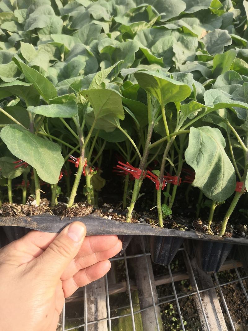 寿光蔬菜种苗嫁接绿冠茄子苗绿灯泡茄苗