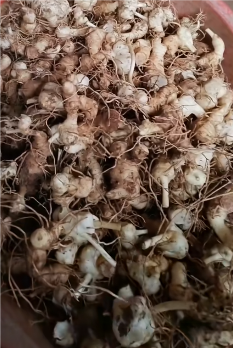黄精中小大量上市，发往全国，规格齐全。