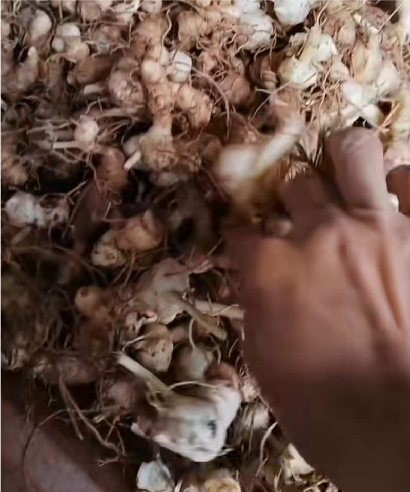 黄精中小大量上市，发往全国，规格齐全。