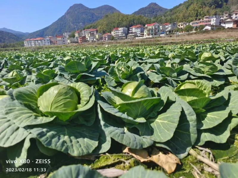 甘蓝常年供应，中甘，铁包，紫包全品类供应中，数量多多