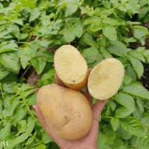 2024新土豆大量上市，数千亩基地联合实力供应接单中……