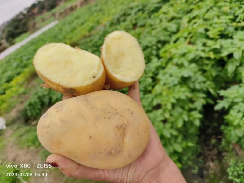 2024新土豆黄皮黄心，数千亩基地实力接单中，欢迎采购