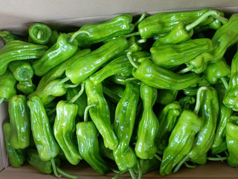 【精品苗】辣椒苗薄皮菜椒苗泡椒苗苏椒5号抗病免费技术指导