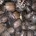 甲鱼草龟巴西龟，各种龟类产品质量保证，