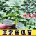 丝瓜苗早熟高产多肉丝瓜苗