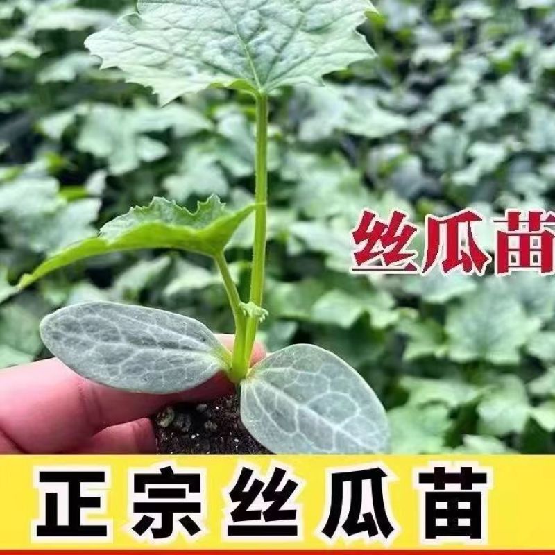丝瓜苗早熟高产多肉丝瓜苗