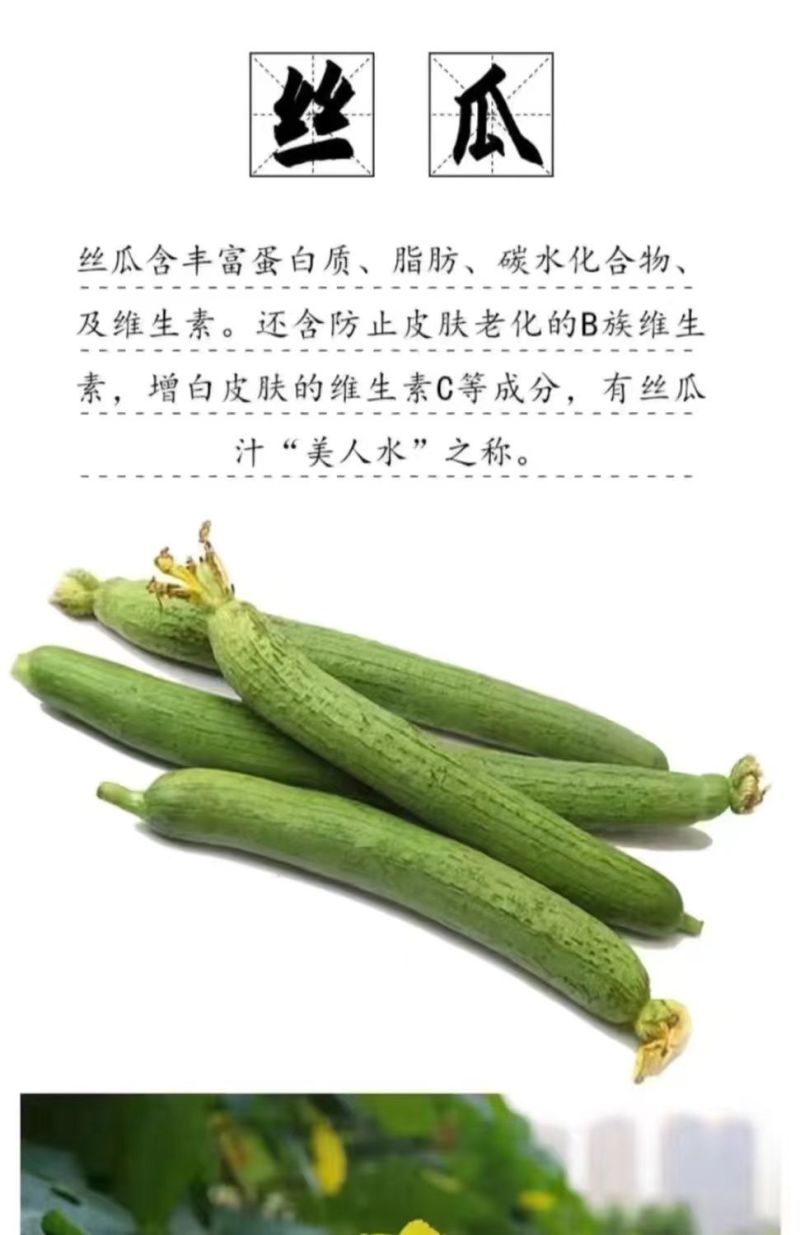 丝瓜苗早熟高产多肉丝瓜苗