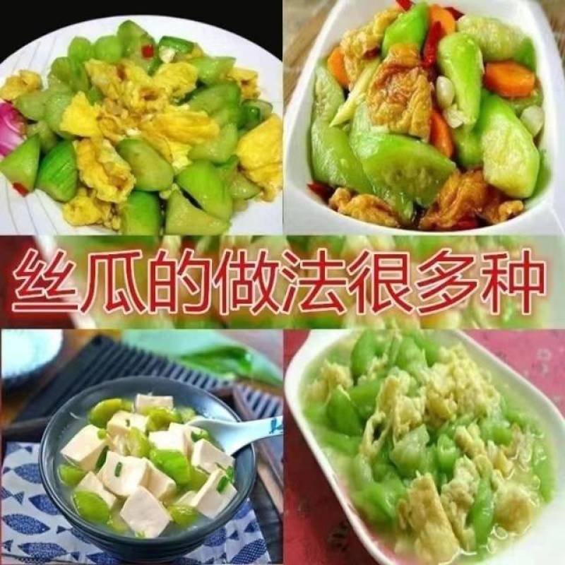 丝瓜苗早熟高产多肉丝瓜苗