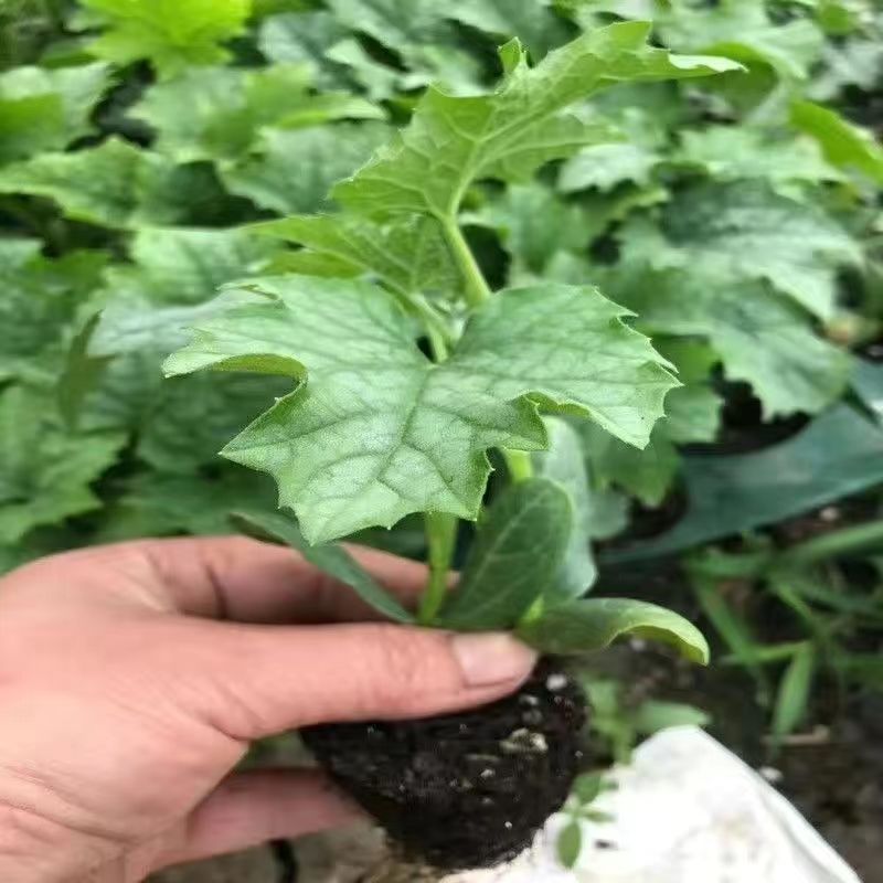 丝瓜苗早熟高产多肉丝瓜苗