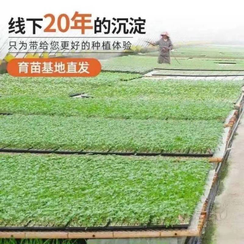 丝瓜苗早熟高产多肉丝瓜苗