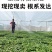 高产茄子秧苗紫茄子苗