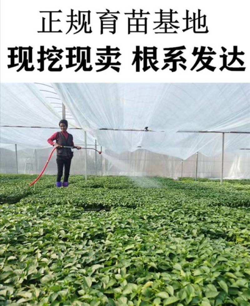 高产茄子秧苗紫茄子苗