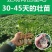 高产茄子秧苗紫茄子苗