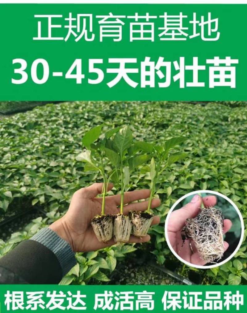 高产茄子秧苗紫茄子苗