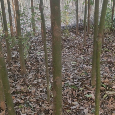 香樟树