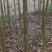香樟树