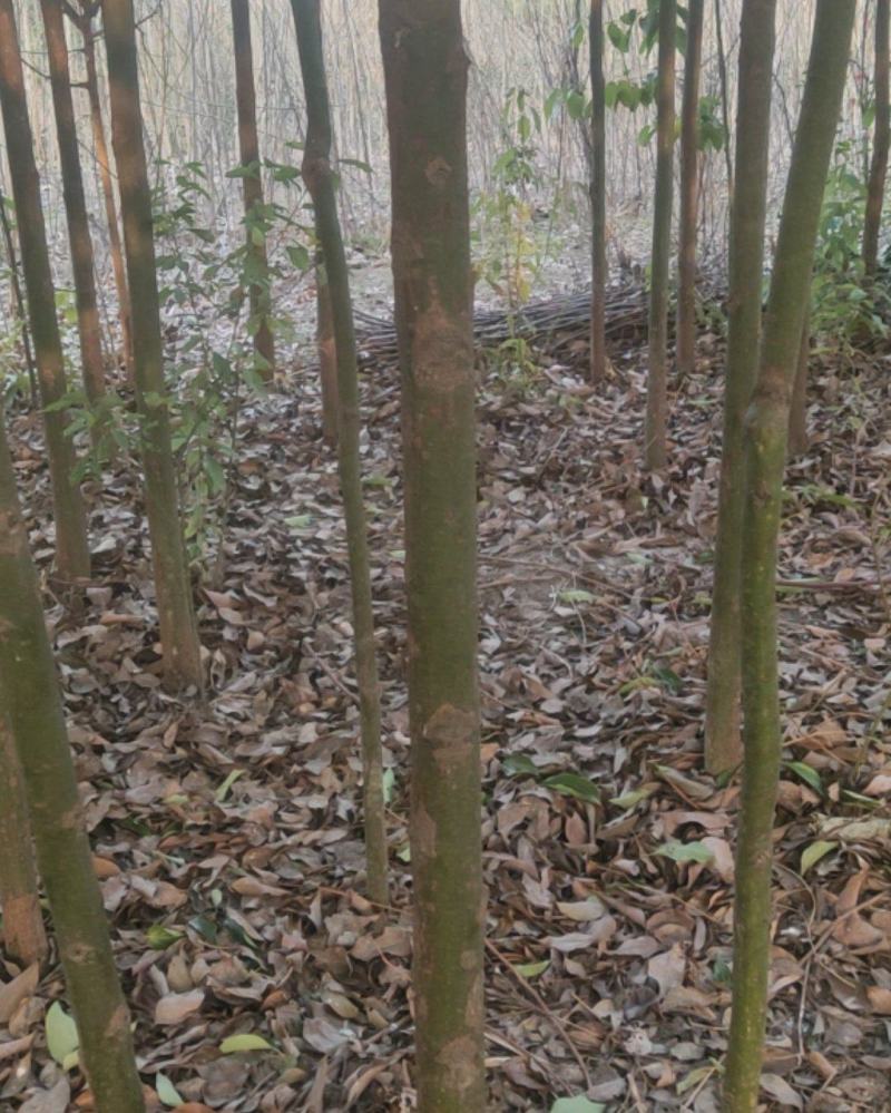 香樟树