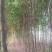 香樟树