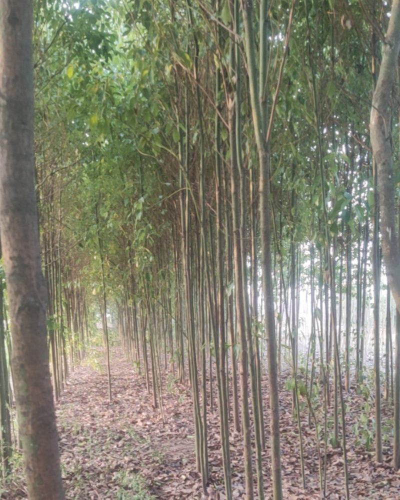 香樟树