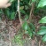 荔枝苗,荔枝王苗,越洲红荔枝苗,A4无核荔枝苗