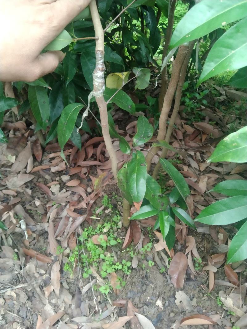 荔枝苗，荔枝王苗，越洲红荔枝苗，A4无核荔枝苗