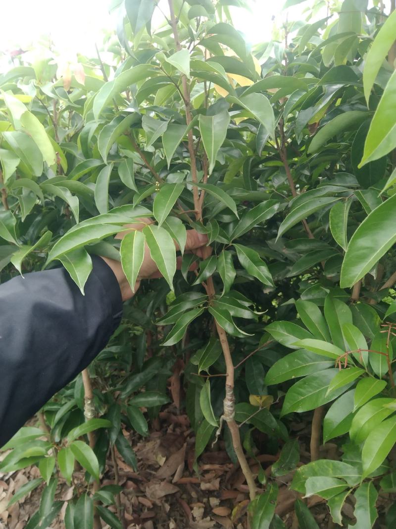 荔枝苗，荔枝王苗，越洲红荔枝苗，A4无核荔枝苗