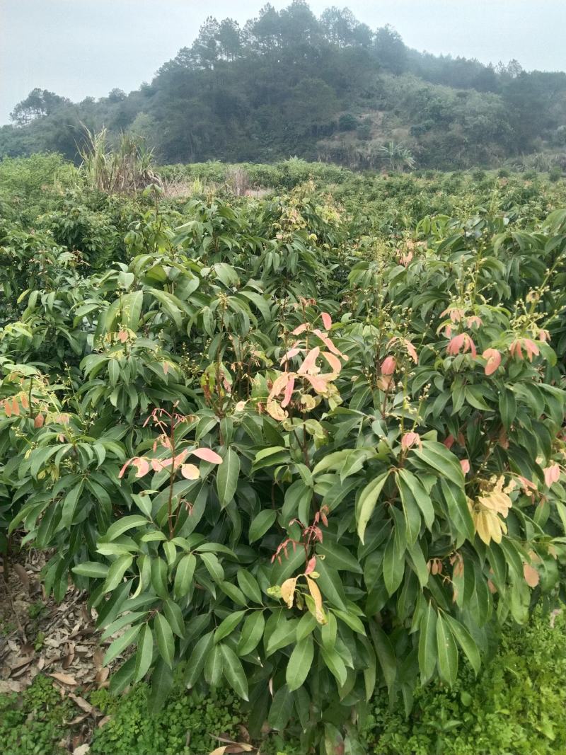 荔枝苗，荔枝王苗，越洲红荔枝苗，A4无核荔枝苗