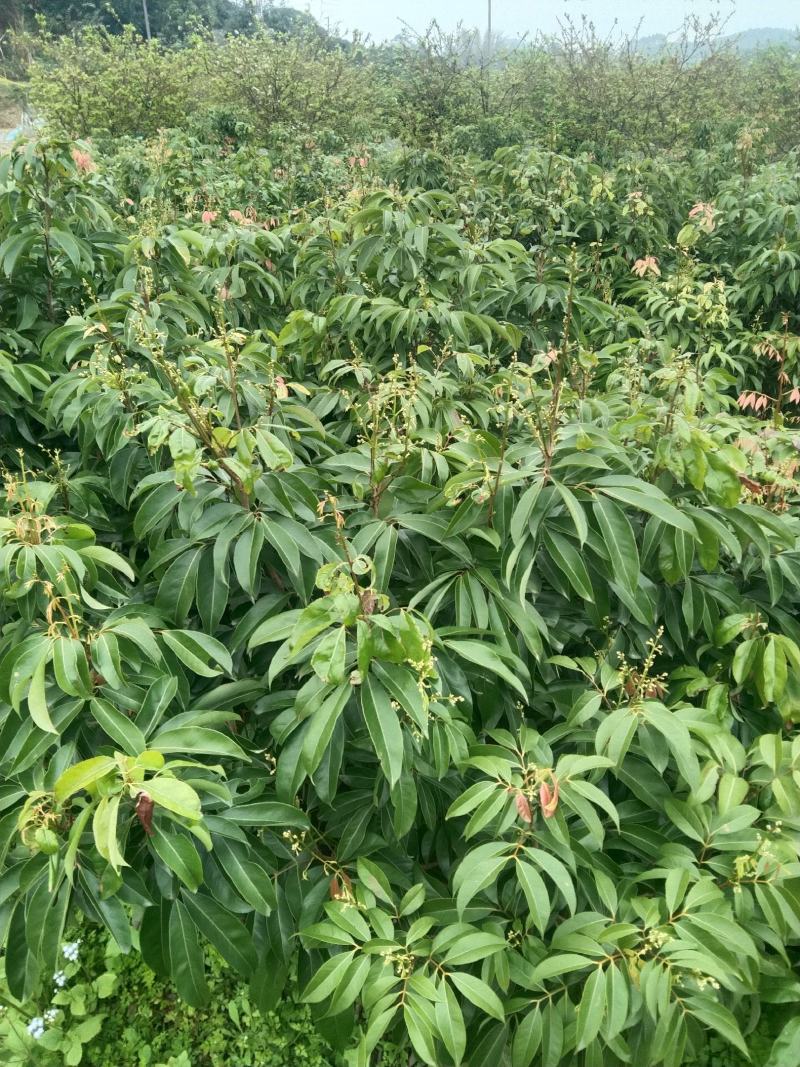 荔枝苗，荔枝王苗，越洲红荔枝苗，A4无核荔枝苗