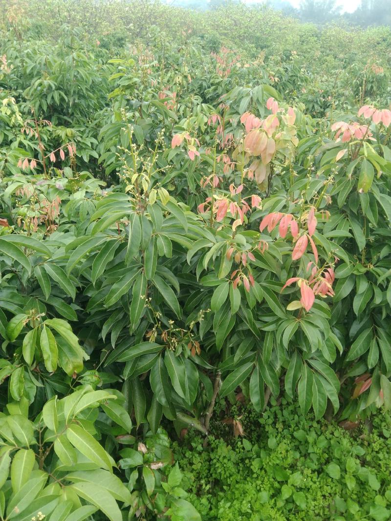 荔枝苗，荔枝王苗，越洲红荔枝苗，A4无核荔枝苗